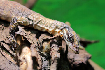 Glauerts Felsenwaran / Kimberley rock monitor / Varanus glauerti