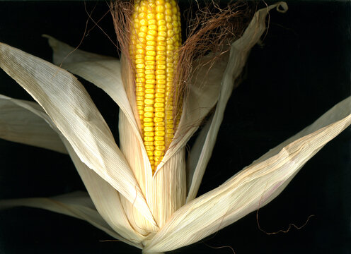 Vista de una mazorca de ma&iacute;z con fondo negro.