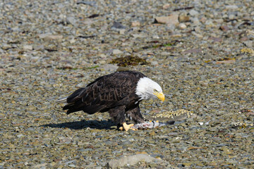 Ein Weißkopf Seeadler vor seiner Beute
