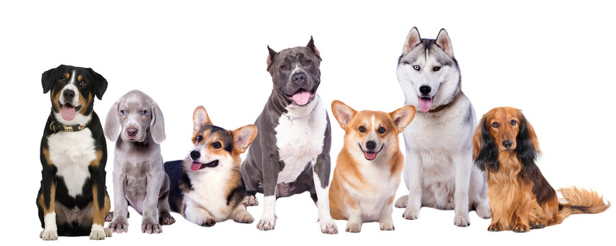 Group Dogs Isolated On White Background