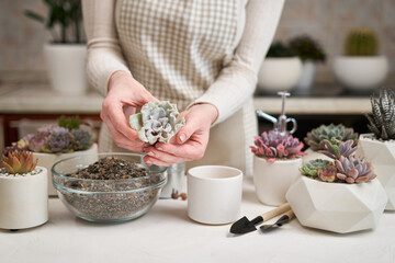 Woman preparing Echeveria Succulent rooted cutting for transplantation in a pot