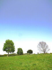 春の草原と立ち木のあるみさと公園風景