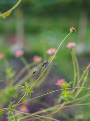 insects in my park in the morning