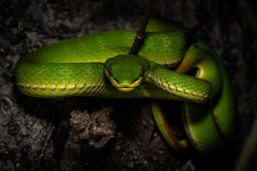 a green snake curled up on a tree branch
