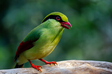 a brown and white bird sitting on top of a tree