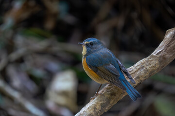 Obraz premium a small blue and yellow bird perched on a branch