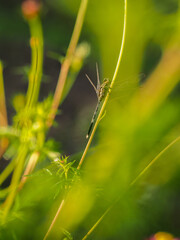 insects in my park in the morning