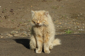 野良猫