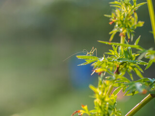 insects in my park in the morning