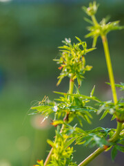 insects in my park in the morning