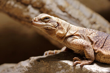 Chuckwalla / Common chuckwalla / Sauromalus ater