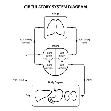 Circulatory system diagram labeled. Black and white illustration.