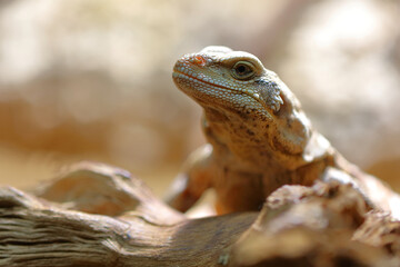 Chuckwalla / Common chuckwalla / Sauromalus ater