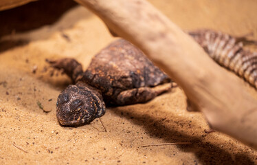 Bearded agama sleeps on the sand