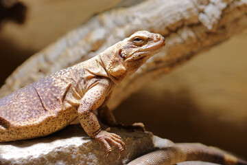 Chuckwalla / Common chuckwalla / Sauromalus ater