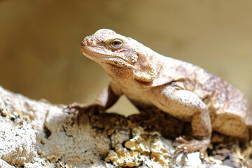 Chuckwalla / Common chuckwalla / Sauromalus ater