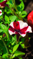 Macro de pétales de fleurs de jardin, de différentes couleurs et variétés