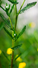 Fleurs de bouton d'or sauvages, dans un environnement verdoyant