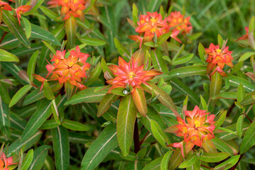 Euphorbia griffithii Fireglow (Wolfsmilch)