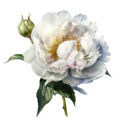 Watercolor white peony flower