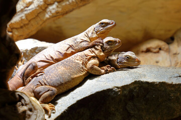Chuckwalla / Common chuckwalla / Sauromalus ater
