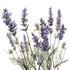 Naklejka premium Watercolor lavender bush