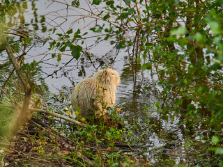 an albino Nutria is an invasive species in Europe