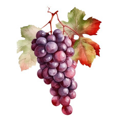 Fototapeta premium Watercolor branch of grapes