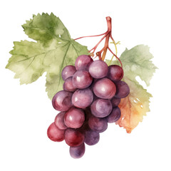 Fototapeta premium Watercolor branch of grapes