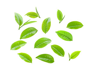 green tea leaf  on transparent png