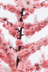 Vertical image sakura cherry blossoms blooming flowers in the garden park in early spring. Hanami celebration, Japanese festival. Background image

