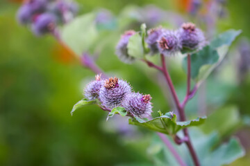 Greater burdock purple prickly flowers. Arctium lappa plant.