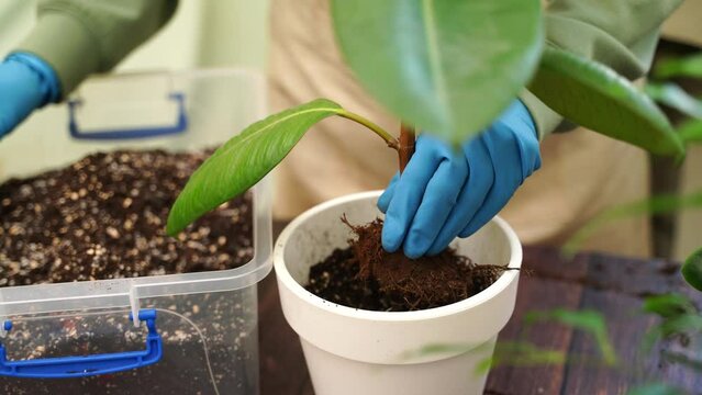 Gardener woman transplants fikus home garden plants into new pots for more favorable growth, home gardener takes care of indoor plants by changing the soil for plants