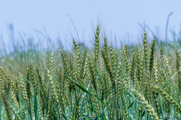 もう次期収穫の実った麦の穂