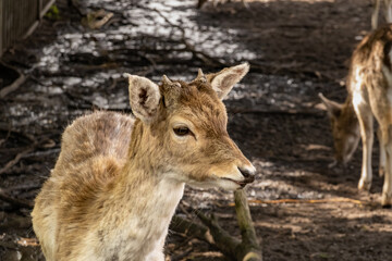 Fallow deer, Dama dama, fawn, young male with antler buttons eating in deer park, Netherlands