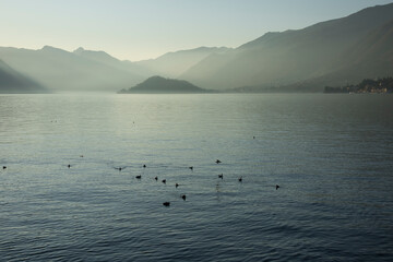 Como Lake.
Portion of Lake with little water birds, and coast and 
mountains on background with fog.