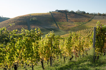 Naklejka premium Rows of vine. Rows of vine with yellow leaves for autumn season. Hill with farm on top. Langhe area, Piemonte, Italy.