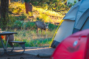 deer on camp ground close to tents in the forest