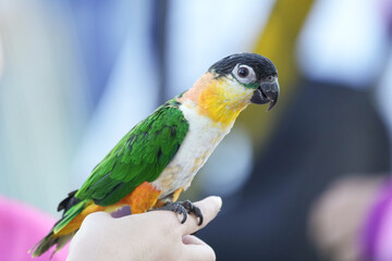 Black-headed parrot standing on hand.
