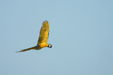 Blue and yellow macaw flying in the sky.
