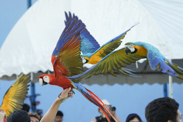 Scarlet Macaw (Ara macao) with Blue and gold macaw macaw flying © Sanit