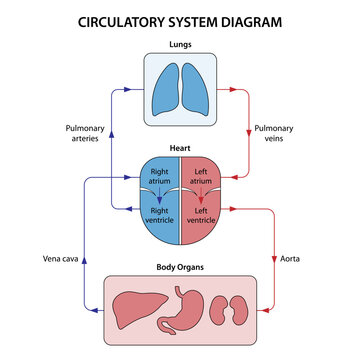 Circulatory system diagram labeled