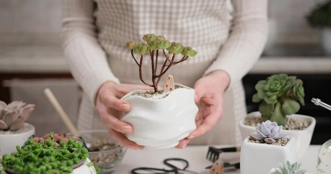 Woman holding potted Aeonium Green Tea Succulent in a white ceramic pot with decorative small house