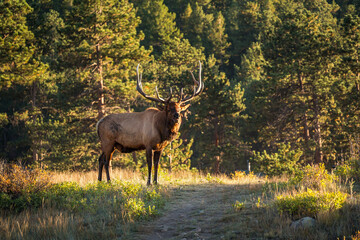 big bull elk in forest of rocky mountains during sunset