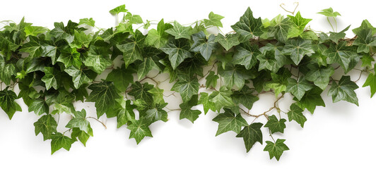 Tropical ivy leave foliage plant horizontal arrangement, nature backdrop isolated on white , Generative AI.