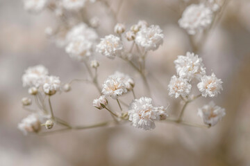 Obraz na płótnie Canvas Gypsophila dry little white flowers light beige neutral colors macro