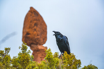 crowing crow with balanced rock at arches nationalpark utah - obrazy, fototapety, plakaty