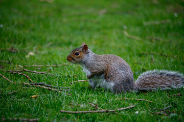 Naklejka na ściany i meble squirrel on the grass