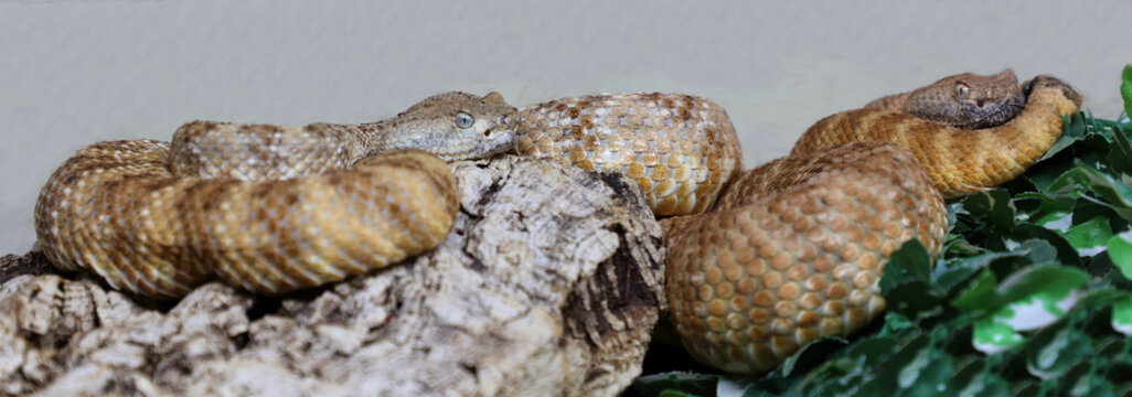 Angel de la Guarda Klapperschlange / Angel de la Guarda Island speckled rattlesnake / Crotalus angelensis