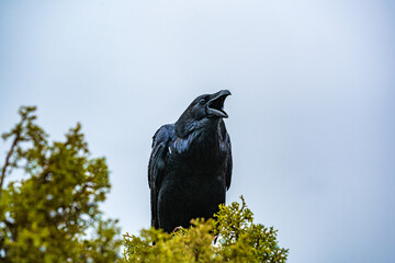 wildlife crow sitting in bush at arches nationalpark utah